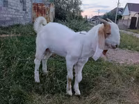 बकरा, Gulabi goats — फ़ोटो 3
