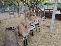 母羊, Cameroon sheep — 照片 3