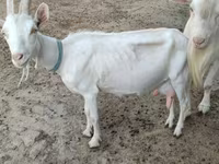 Cabra, Saanen goat — foto 5