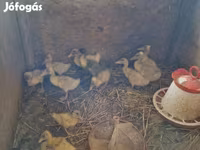 Ducks — photo 1