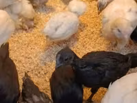 Ayam Cemani — 2. fotó