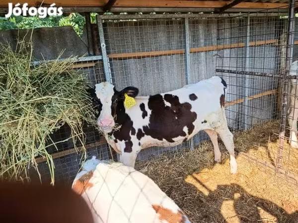 Tehén, Holstein fajta — Magyarország
