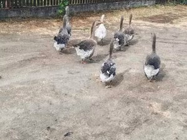 Geese — Hungary
