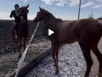At, Kyrgyz Horse — foto 2