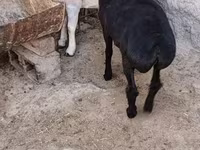 Goats (batch, sex not specified), Goats — photo 3