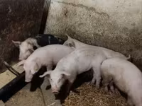 Eber, Schweine — Foto 4