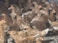 Chickens — फ़ोटो 6