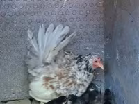 Chickens — 1-сурет