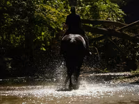 Hing, Friesian — 7. fotó