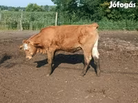 Cow, Simmental cattle — photo 6