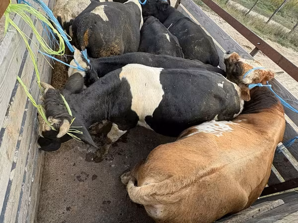 Tehén, Simmental cattle