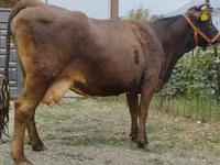 母牛, Simmental cattle — 照片 4