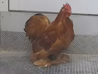 Pekin Bantam — 2. fotó
