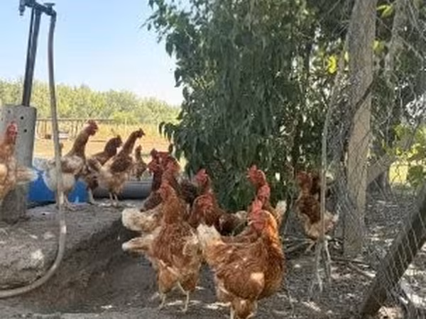 Chickens — Maďarsko