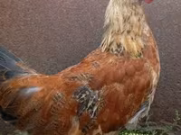 Chickens — الصورة 4