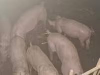 Eber, Schweine — Foto 1