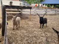 Kos, Racka sheep — 1. fotó