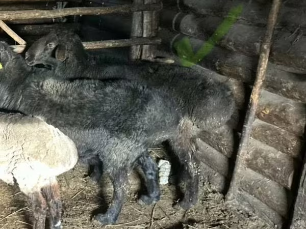 公羊, Sheep