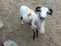 Ovce, Cameroon sheep — foto 2