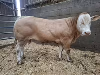 सांड, Blonde d’Aquitane cattle — फ़ोटो 1