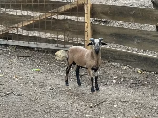 Carneiro, Cameroon sheep — Hungria