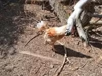 Chickens — zdjęcie 4