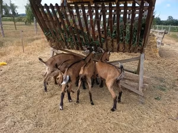 Теке, Alpine goat