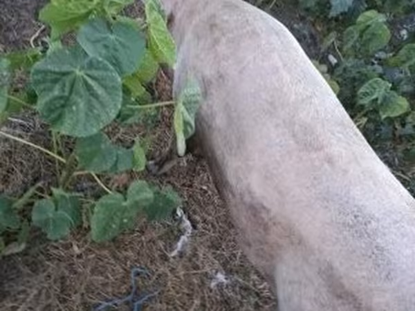 Schweine (Partie, Geschlecht nicht angegeben), Schweine — Ungarn