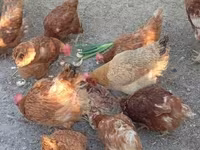 Chickens — zdjęcie 1