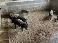 Prasata (šarže, pohlaví neuvedeno) — foto 2