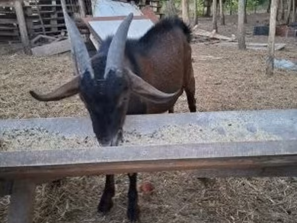Kozel, Nubian Goat