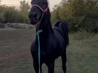 Koń, Konie — zdjęcie 1