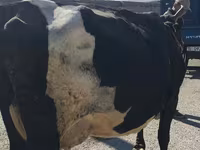 Vaca, Raça Holstein — foto 3