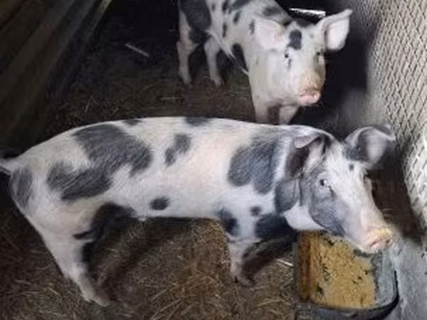 Kanec, Prasata — Maďarsko