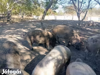 सूअर (लॉट, लिंग निर्दिष्ट नहीं), Мангалица — फ़ोटो 1