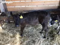 Toro, Vaca Limousin — foto 2
