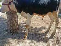 Touro, Russian Black pied cattle — foto 2