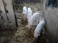 公猪, Pigs — 照片 1