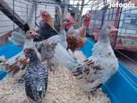 Chickens — Foto 1