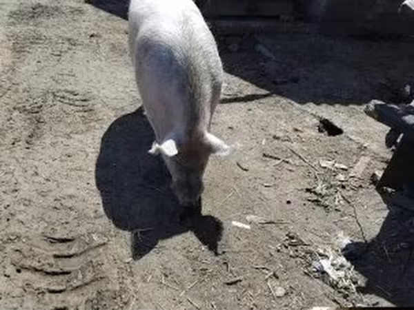 Kan, Крупная белая