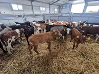 Szarvasmarha (tétel, nem megadva), Holstein fajta — 7. fotó
