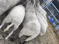 母羊, Sheep — 照片 2