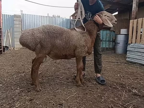 Sheep (batch, sex not specified), Arashan sheep