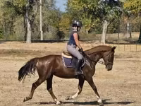母马, Hungarian horse breed — 照片 1