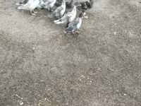 Ducks — zdjęcie 4