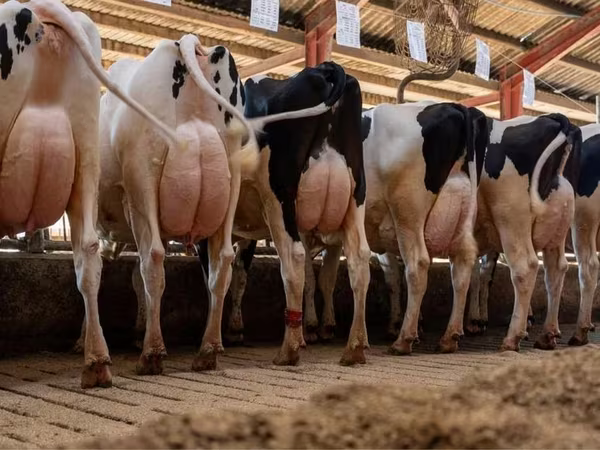 Szarvasmarha (tétel, nem megadva), Holstein fajta