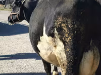 Vaca, Raça Holstein — foto 1