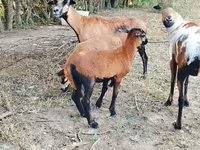 Widder, Cameroon sheep — Foto 2