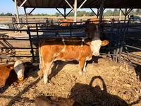 母牛, Simmental cattle — 照片 5