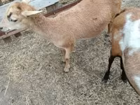 Ovce, Cameroon sheep — foto 4